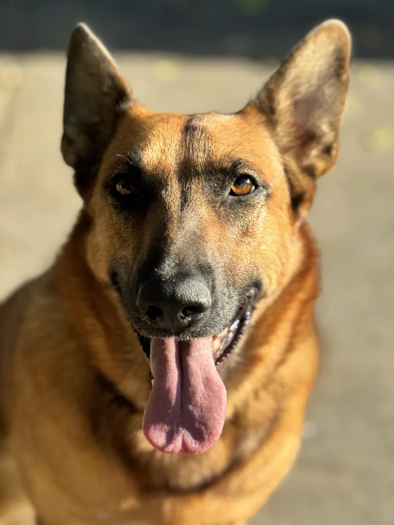 An adult large-sized female German Shepherd Dog dog named Brandy for adoption in Burbank, CA