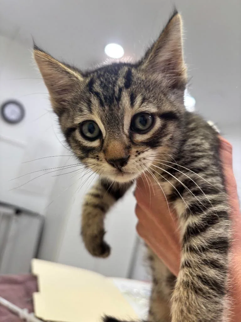 A baby small-sized male Domestic Short Hair cat named Kevin for adoption in Brookings, OR