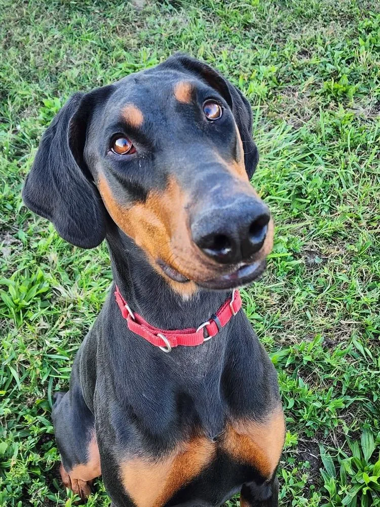 An adult large-sized female Brown / Chocolate Doberman Pinscher dog named Pansy for adoption in Milton, DE