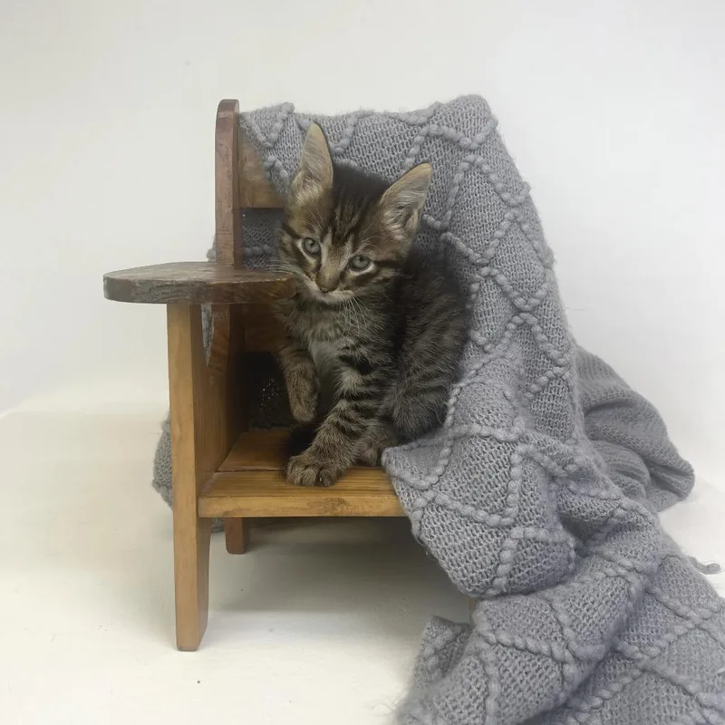 A baby small-sized male Gray / Blue / Silver Domestic Short Hair cat named VesperC for adoption in East Saint Louis, IL