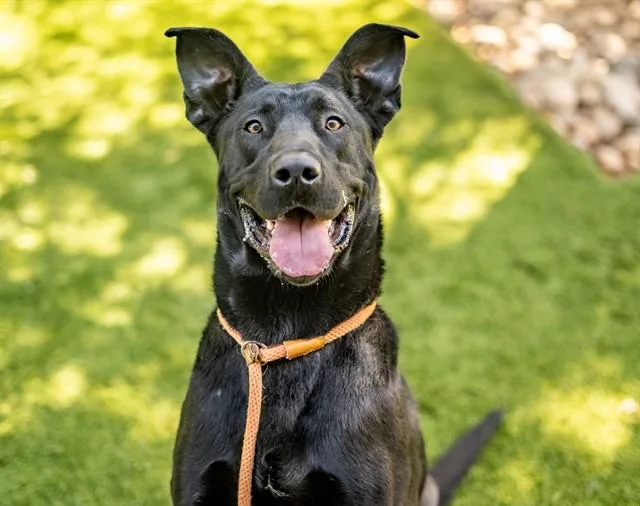 An adult large-sized male Labrador Retriever dog named Angus for adoption in San Jose, CA