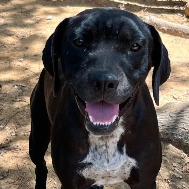 An adult medium-sized female Black Hound dog named China for adoption in Ruston, LA