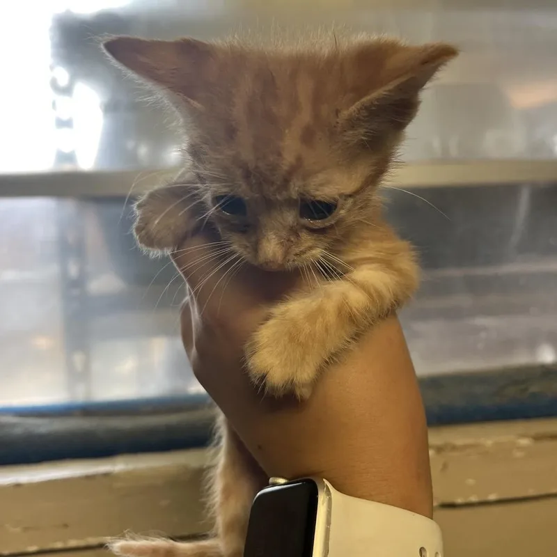 A baby small-sized male Orange / Red Domestic Short Hair cat named Garlic Bread for adoption in Stephenville, TX