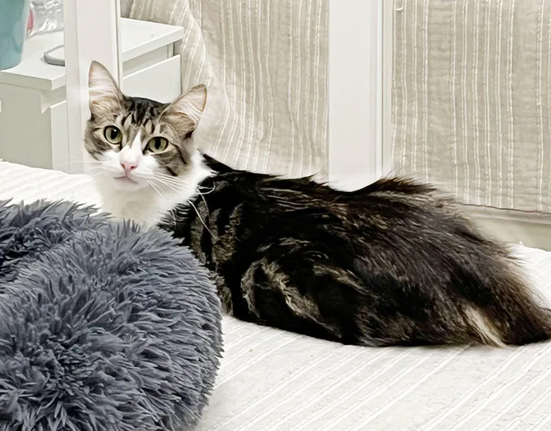 Fluffy And Squeaky thumbnail 2