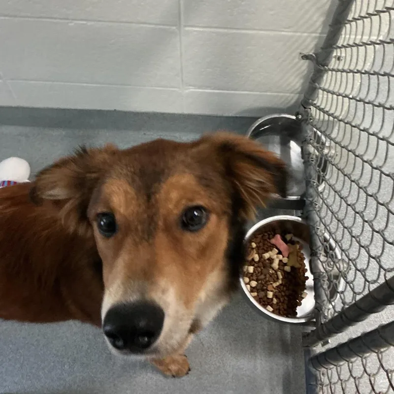 A young medium-sized male Brown / Chocolate Mixed Breed dog named Pony Boy for adoption in Spruce Pine, NC