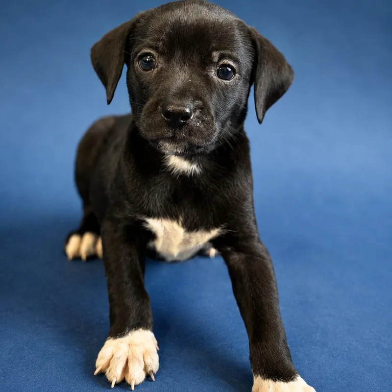 A baby small-sized female Beagle dog named Marina for adoption in Hughesville, MD