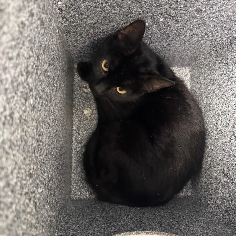 A baby medium-sized female Black Domestic Short Hair cat named Mama for adoption in Birmingham, AL