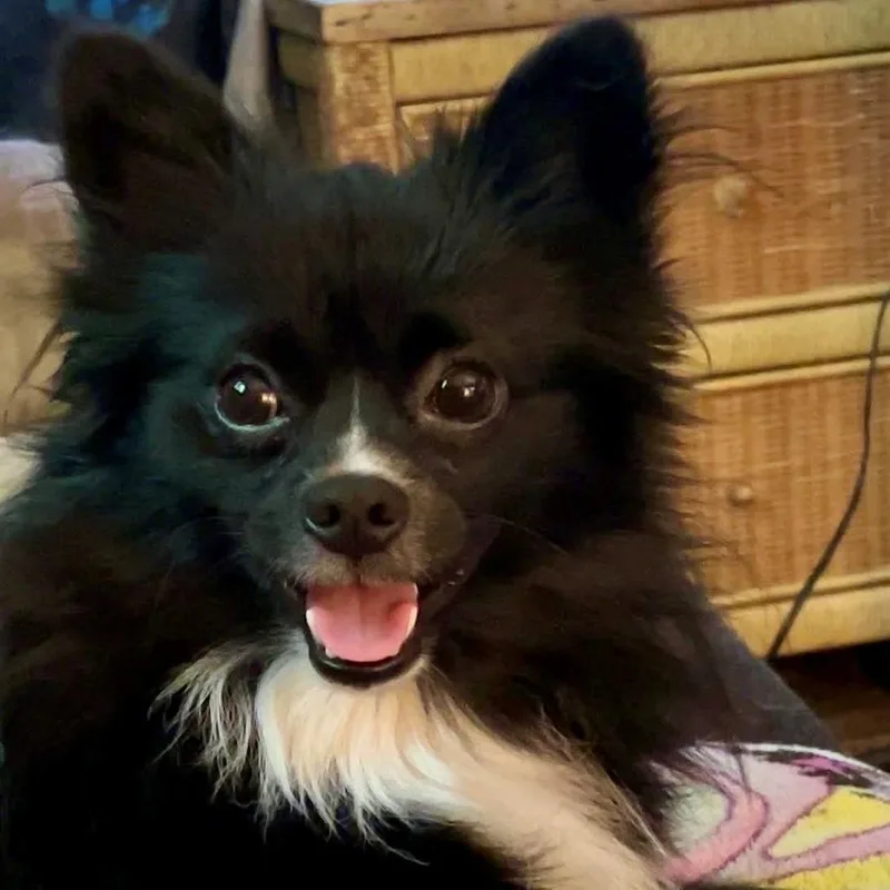 An adult small-sized male Black Pomeranian dog named Bucky for adoption in Briarcliff Manor, NY
