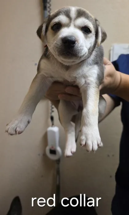 A baby small-sized female Shepherd dog named Nirvana for adoption in Roseville, CA