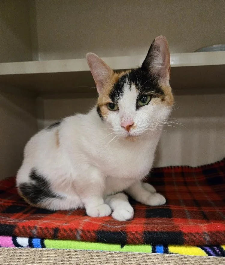 An adult medium-sized female Calico Calico cat named Muppet for adoption in New Rochelle, NY