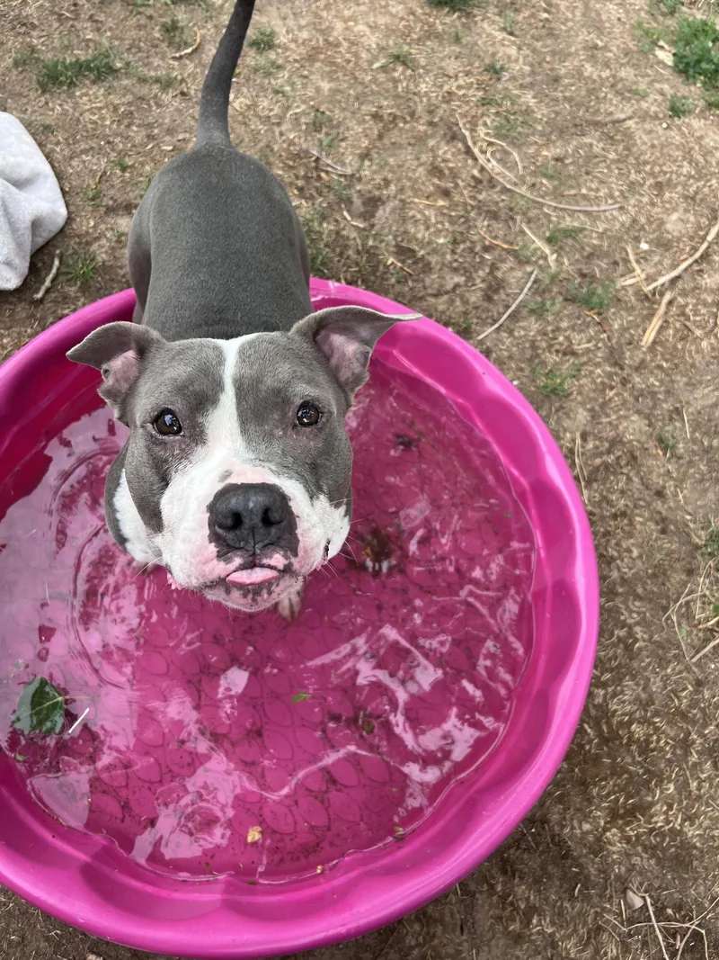 A young medium-sized female Pit Bull Terrier dog named Luna for adoption in Fort Collins, CO