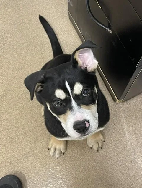 A baby small-sized female Pit Bull Terrier dog named A for adoption in Hayward, CA