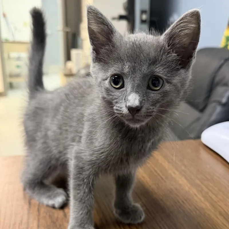 A baby small-sized female Gray / Blue / Silver Domestic Short Hair cat named Patron for adoption in Marion, VA