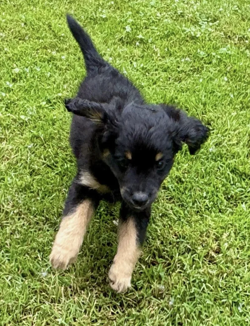 A baby small-sized male Bicolor Cavalier King Charles Spaniel dog named Smokey for adoption in Chesterfield, MI
