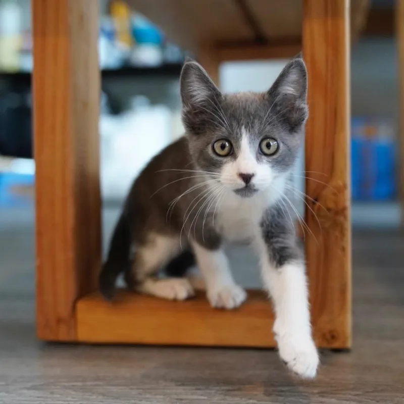 A baby small-sized male Domestic Short Hair cat named Walnut for adoption in Hawthorne, CA