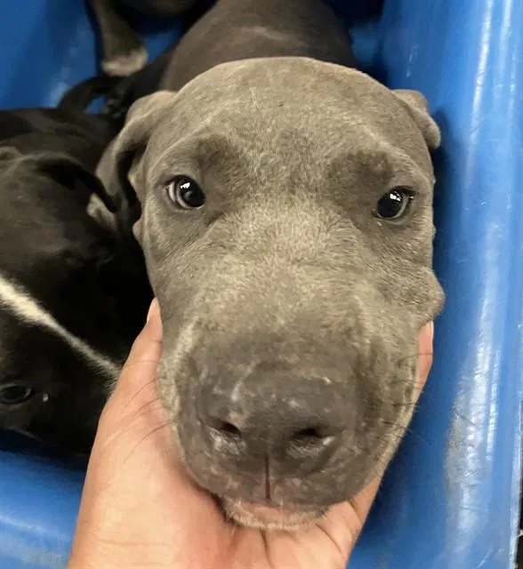 A baby medium-sized female Mixed Breed dog named Lilly for adoption in Dallas, TX