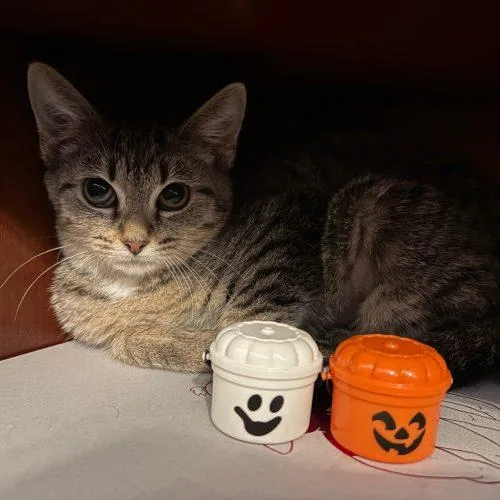 A baby small-sized female Tabby (Brown / Chocolate) Domestic Short Hair cat named Betty for adoption in Fishers, IN