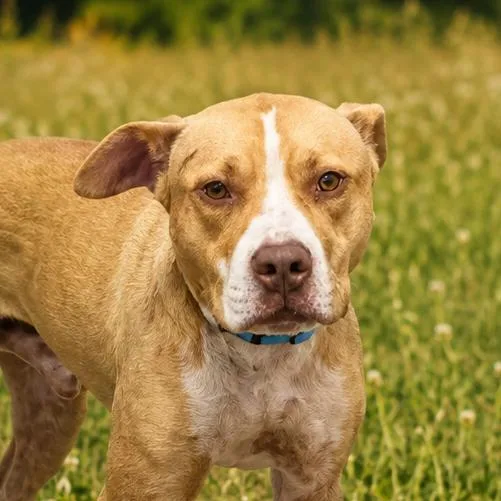 An adult medium-sized male Yellow / Tan / Blond / Fawn Pit Bull Terrier dog named Kerry for adoption in East Saint Louis, IL