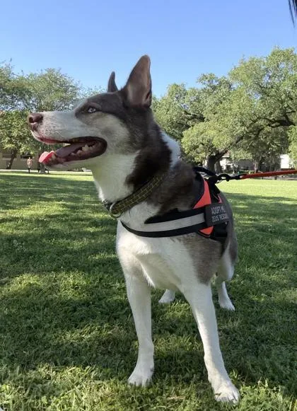 A young medium-sized male Siberian Husky dog named Wiley for adoption in New Orleans, LA