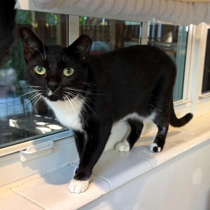 An adult medium-sized female Black Domestic Short Hair cat named Hannah for adoption in Hamburg, NY