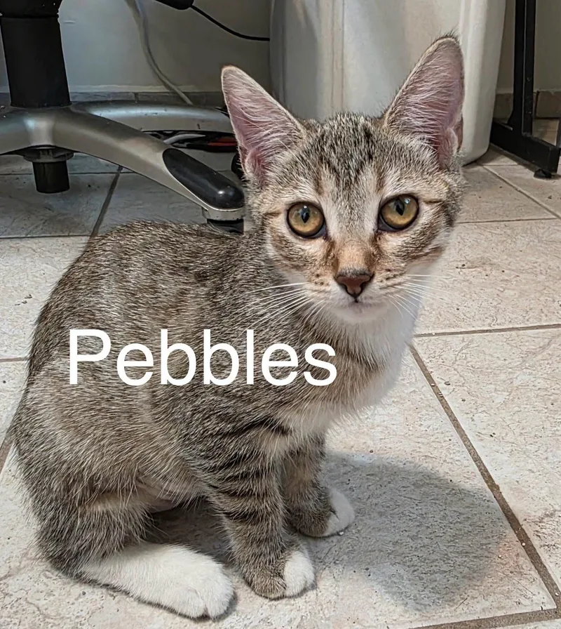 A young small-sized female Tabby (Brown / Chocolate) Tabby cat named Pebbles for adoption in Tucson, AZ