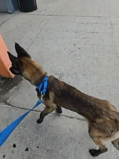 A baby medium-sized male Belgian Shepherd / Malinois dog named Hunter for adoption in Houston , TX