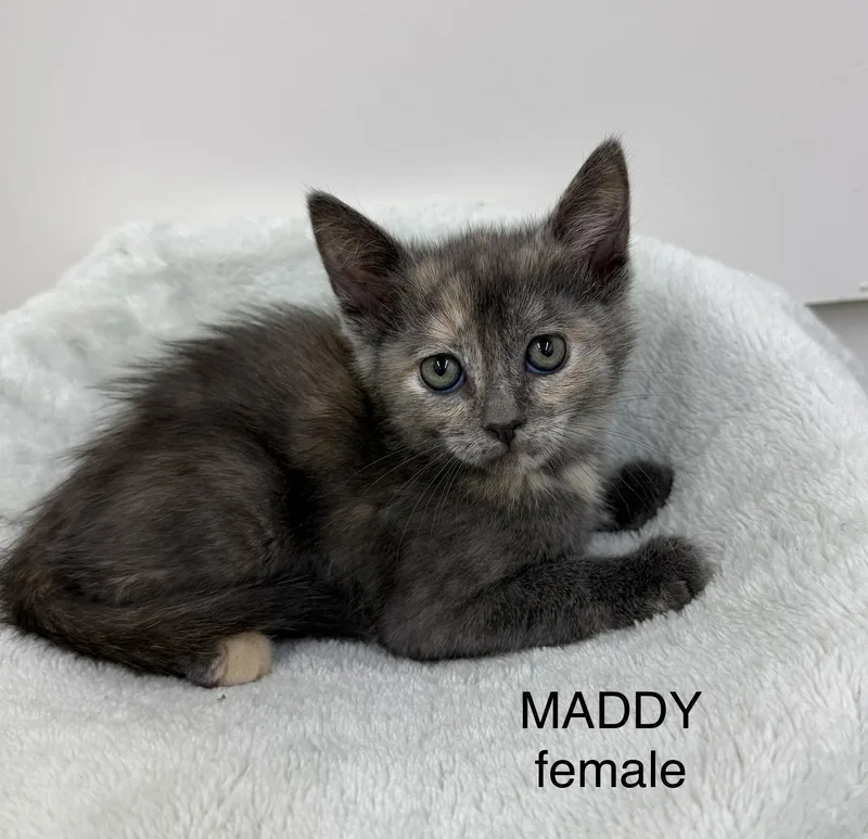 A baby medium-sized female Domestic Medium Hair cat named Maddy for adoption in Sonora, CA