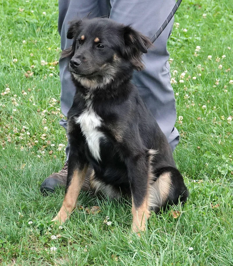 An adult medium-sized female Black Australian Shepherd dog named Cybil for adoption in Millfield, OH