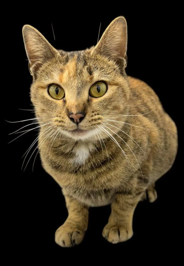 An adult medium-sized female Domestic Short Hair cat named Kate for adoption in Cromwell, KY