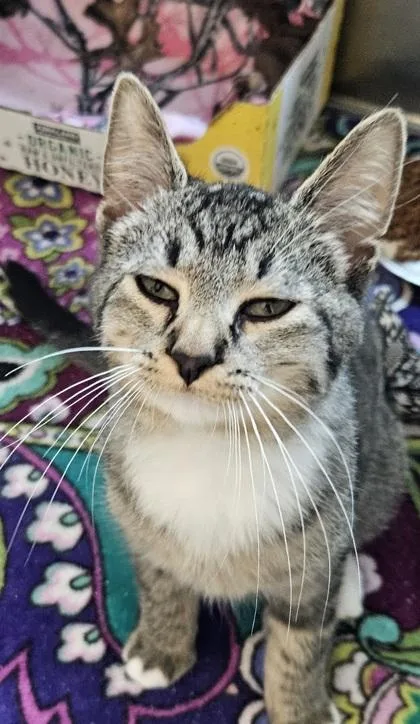 A baby small-sized male Domestic Short Hair cat named Green for adoption in Westland, MI