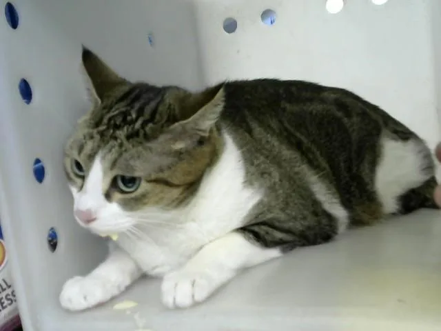 An adult medium-sized female Domestic Short Hair cat named Luna for adoption in Albuquerque, NM