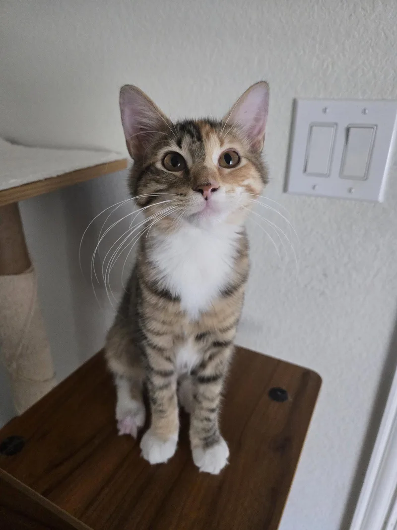 A young medium-sized female Domestic Short Hair cat named Nesta for adoption in McKinney, TX