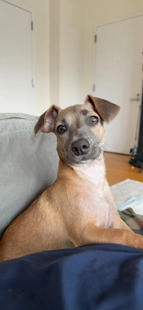 A baby medium-sized female Tricolor (Brown, Black, & White) Dachshund dog named Keysi for adoption in Valley Stream, NY