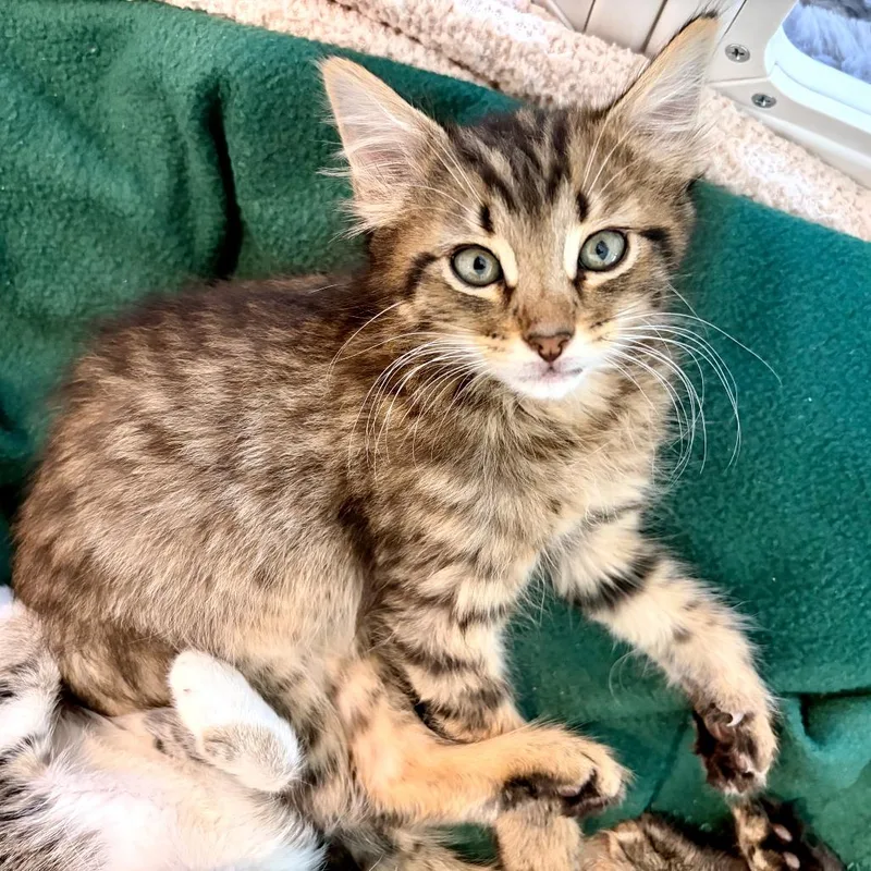 A baby small-sized male Brown / Chocolate Domestic Short Hair cat named Legong for adoption in Austin, TX