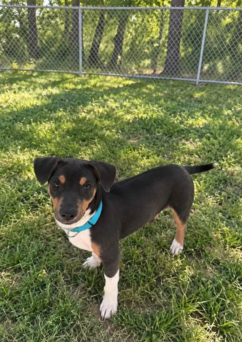 A young medium-sized male Dachshund dog named Shorty for adoption in Atchison, KS