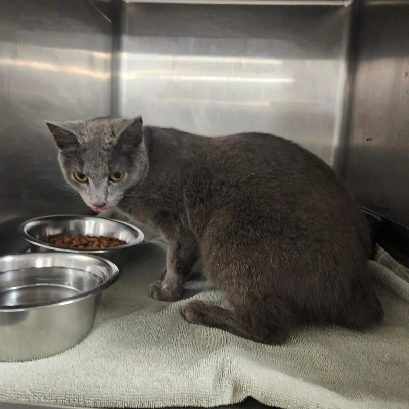 An adult small-sized female Gray / Blue / Silver Domestic Short Hair cat named Hazel for adoption in Evensville, TN
