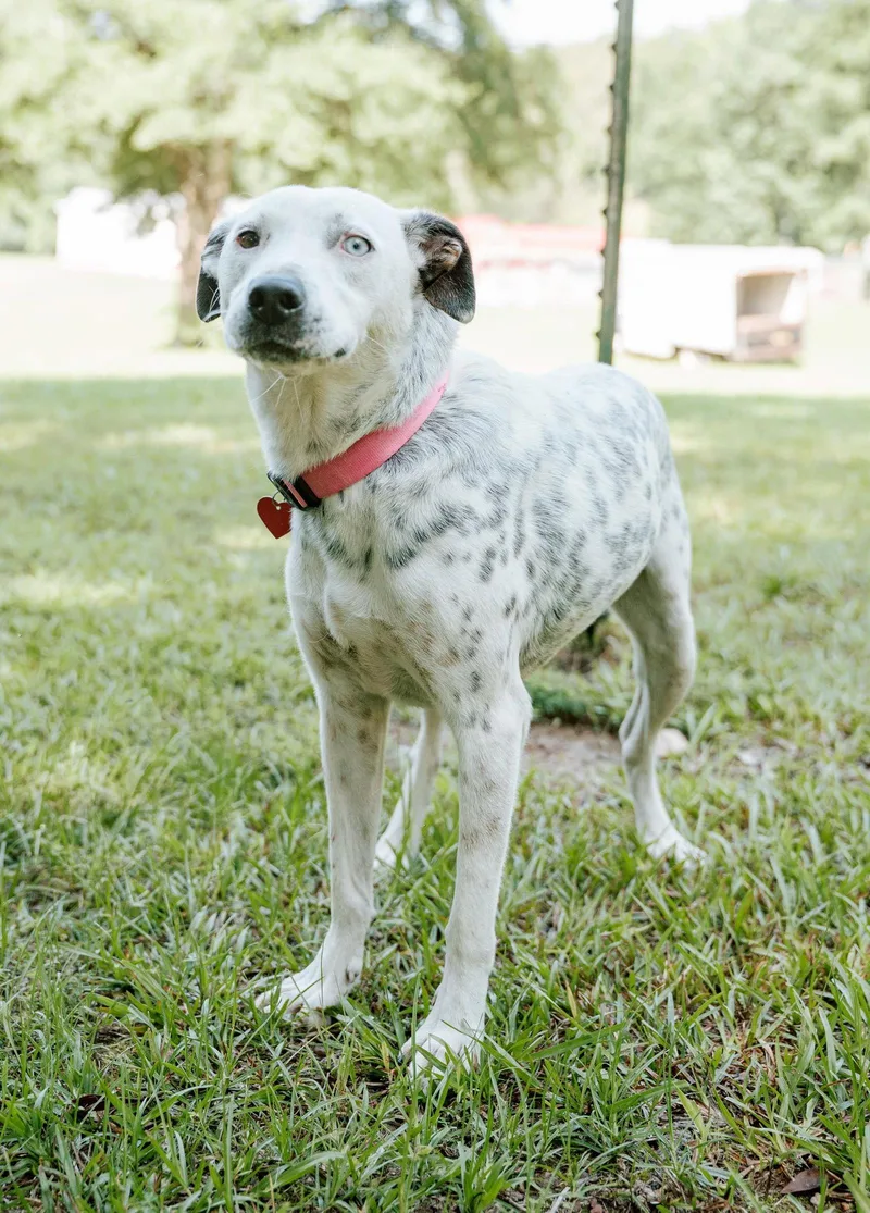 An adult medium-sized female Dalmatian dog named Liana for adoption in Attalla, AL