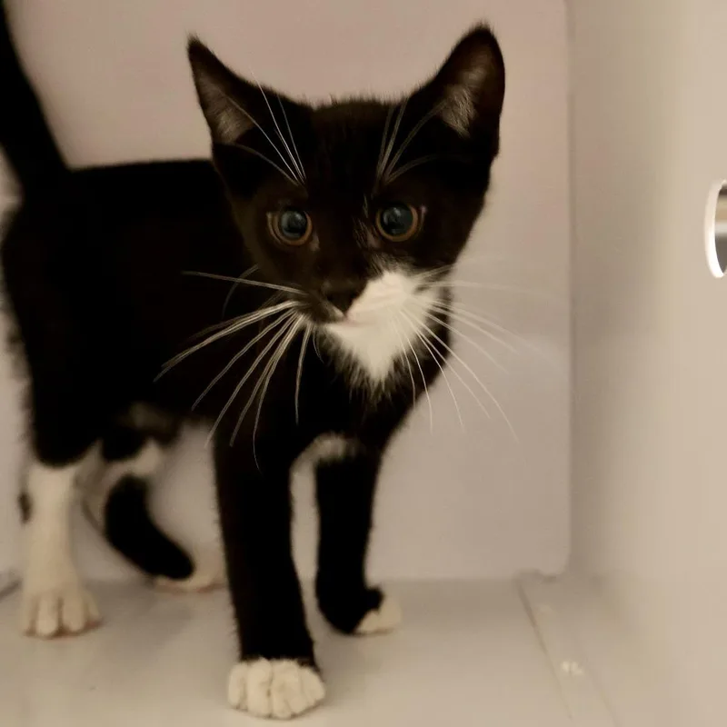 A baby small-sized male Black Domestic Short Hair cat named Ducky for adoption in Briarcliff Manor, NY