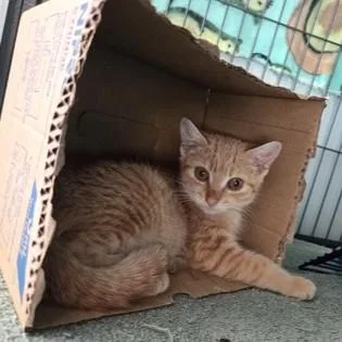 A baby medium-sized female Tabby (Orange / Red) Domestic Short Hair cat named Twix for adoption in Phoenixville, PA