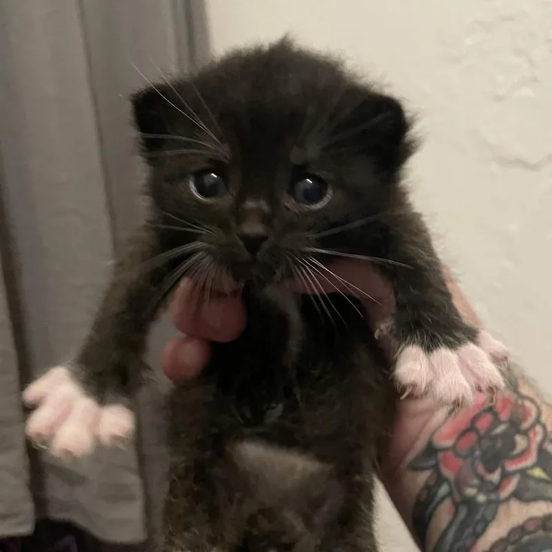Sisko
