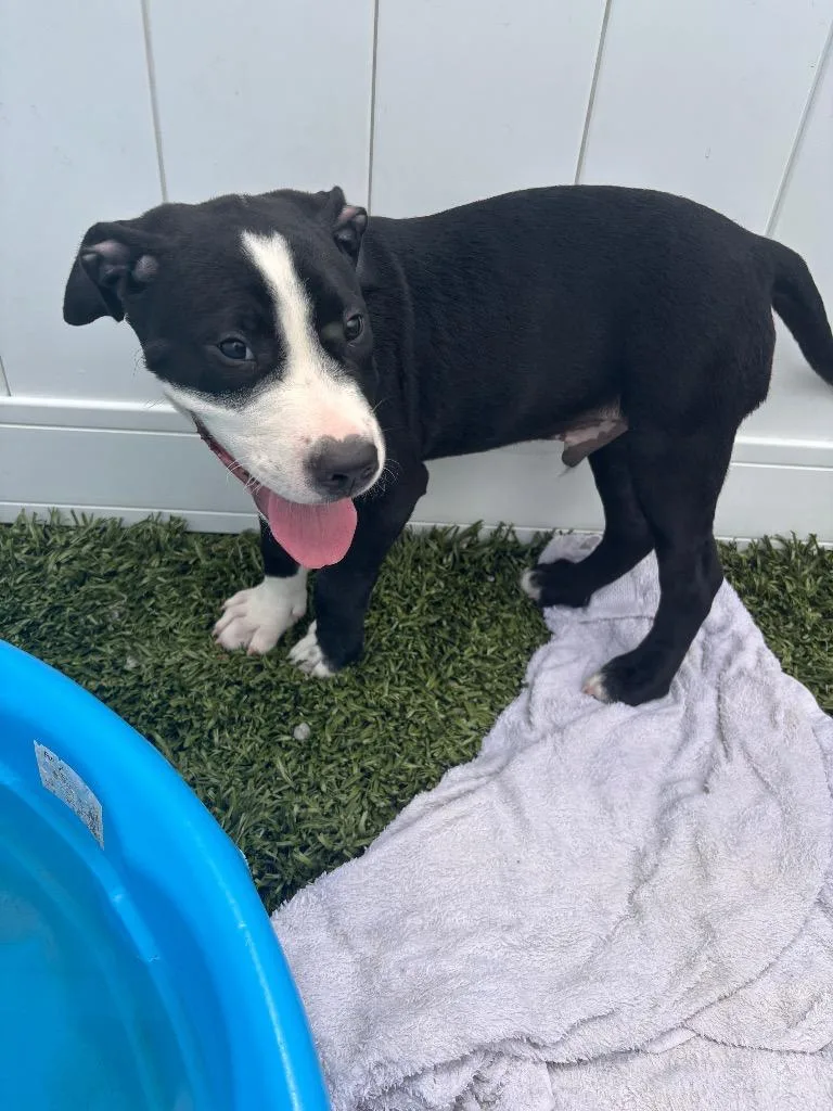 A baby medium-sized male Dogo Argentino dog named Romeo for adoption in Morgantown, KY