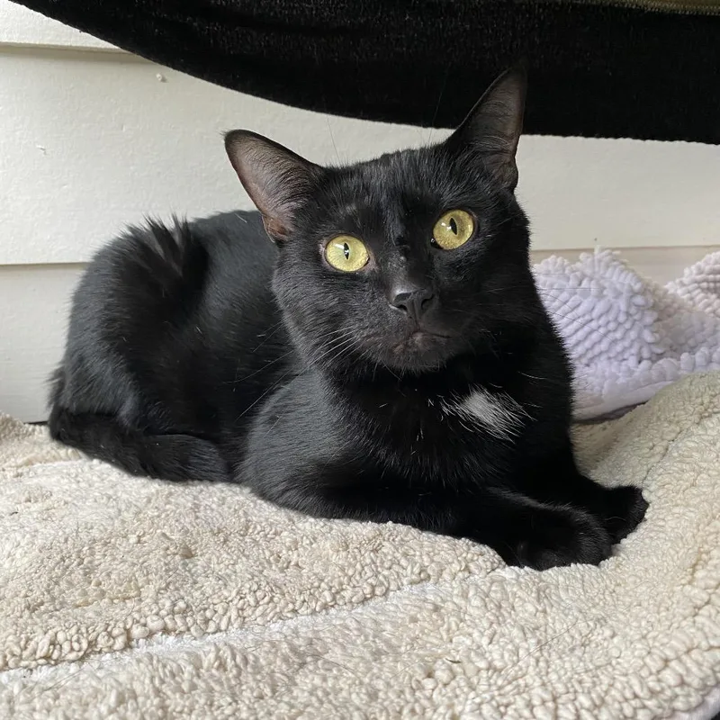 An adult medium-sized male Black Domestic Short Hair cat named Sylvester for adoption in Franklin, TN