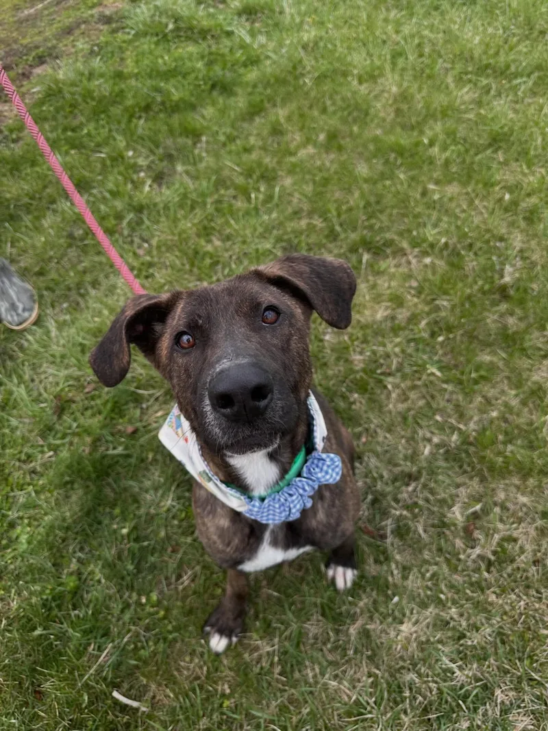 Strawberry thumbnail 2