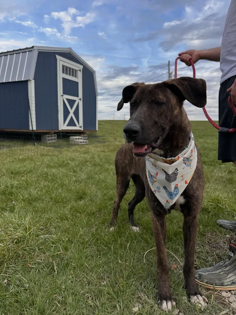 Strawberry thumbnail 3