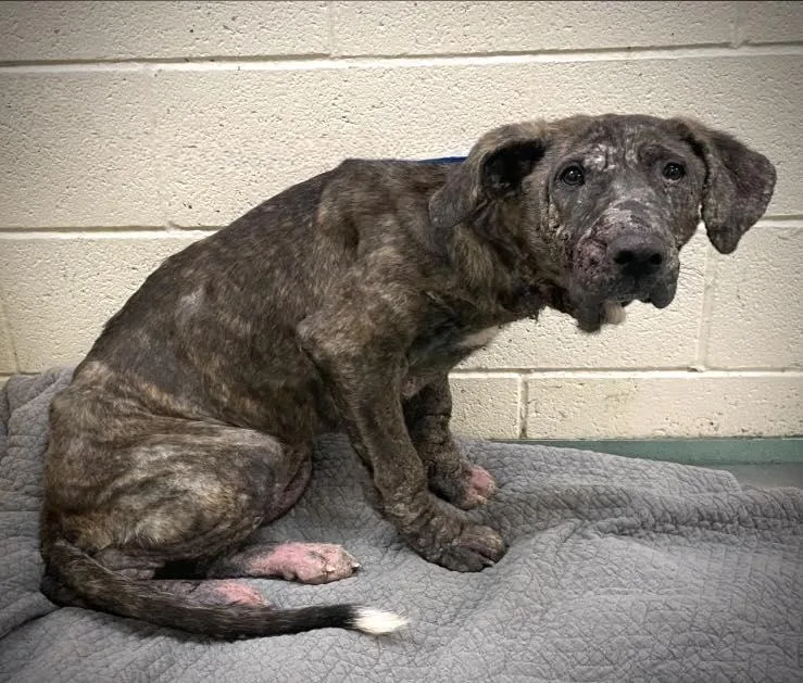 Strawberry thumbnail 4