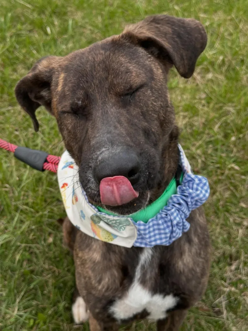 Strawberry thumbnail 5