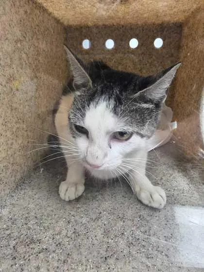 An adult large-sized female Domestic Short Hair cat named Kaisi for adoption in Sevierville, TN