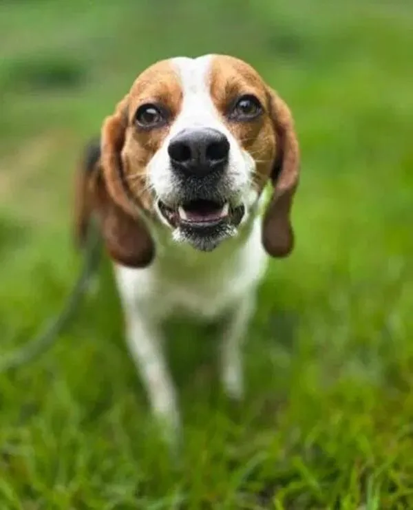 An adult medium-sized male Beagle dog named Roscoe for adoption in Salisbury, MD
