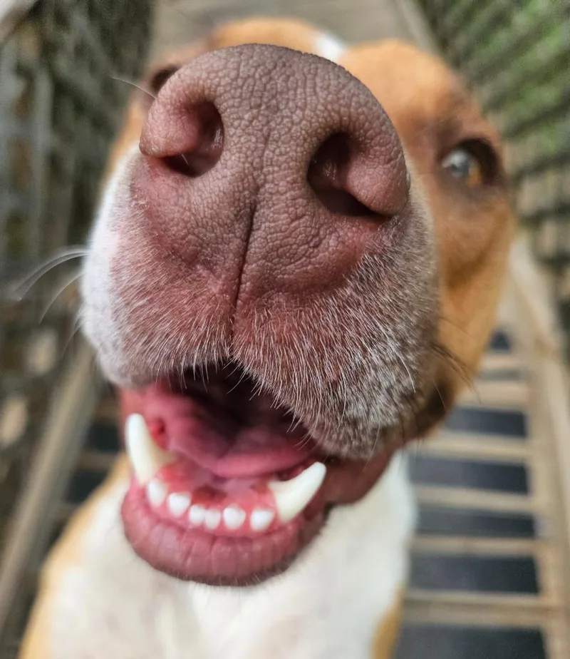 Odin