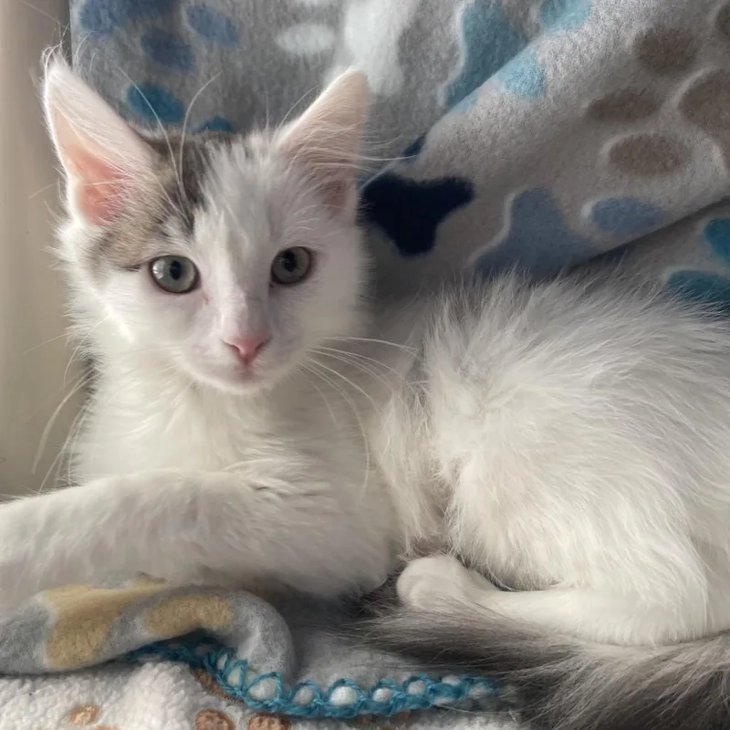 A baby small-sized female Domestic Short Hair cat named Zulu Warrior for adoption in Los Angeles, CA